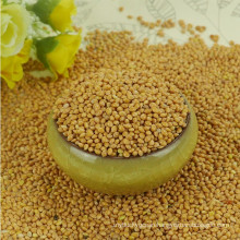 yellow broom corn millet grains millets